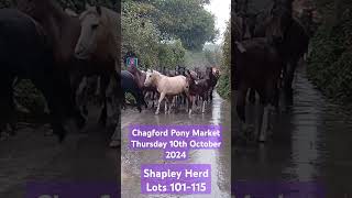 Chagford Pony Sale 2024 Tomorrow Come along and buy one of these beautys Thursday 10th October 2024 [upl. by Anh720]