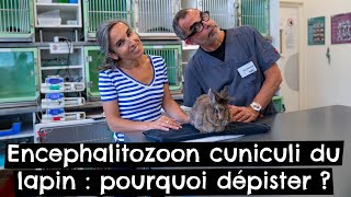 Encephalitozoon cuniculi du lapin  pourquoi dépister  🐰 [upl. by Zilada]