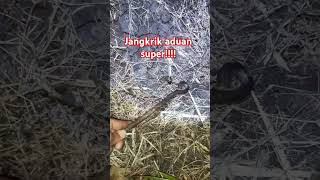 jangkrik mancing jangkrikkalung mancingbelut ular [upl. by Magas166]