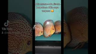 Pattern Discus Fish  Leopard Leopard Snakeskin Maze Turquoise and Many More   Zora Discus [upl. by Ricca]