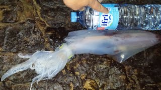 Calamar XL vs Mineral Water 1L5 [upl. by Aliwt488]