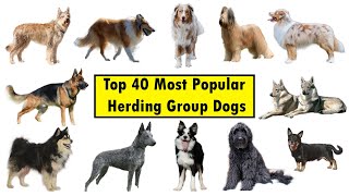 Top 40 Herding Group Dog Breeds [upl. by Iruj]