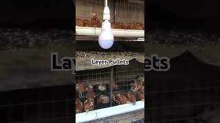 Affordable Chicken Cage  Layer Pulletsanimals poultryfarming wiremesh cheaphousing [upl. by Karr]