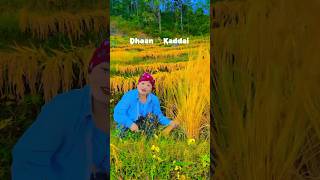 DHAAN 🌾 KATNE BELA BHAYO 🌾shorts trending nature [upl. by Eidoj]