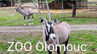 ZOO Olomouc 2024  Procházka hlavní části Zoo 4K [upl. by Lj]