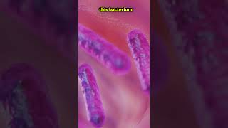 This Bacteria Poops Out Gold facts shorts bacteria gold biology [upl. by Notyard]