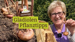 Gladiolen Zwiebeln pflanzen  PflanzTipps für eine farbenfrohe Blütenpracht [upl. by Gorden494]