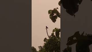 The greater rackettailed drongo delights in the refreshing rain [upl. by Aidnis]