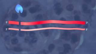 RNA Interference HD Animation [upl. by Anha]