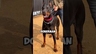 Doberman Pinschers Sleek Strong and IntelligentDobermanPinscher [upl. by Abebi]