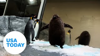 Massive king penguin at Melbourne Aquarium gets gender reveal  USA TODAY [upl. by Branham]