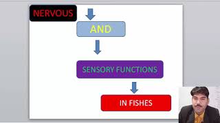 Lec16Nervous and sensory receptors in Fishes Zoology Miller Harley ADS BS BSc Urdu Hindi [upl. by Lorelei]