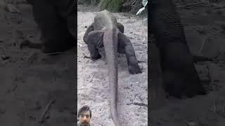 WOW A HUGE KOMODO DRAGON IN THE WILD😱 shorts komodo komodoisland shortsvideo [upl. by Leviram]