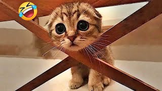 You Laugh You Lose😻🐶👋Funniest Dogs and Cats 2024🤣👋 [upl. by Meeks]