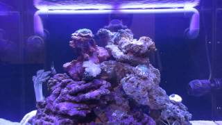 Saltwater Aquarium Project 65 gallon  Overall System Update part 3 [upl. by Puritan]