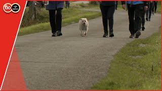 De Duin en Bollen Vierdaagse dag 2 vanuit Lisse [upl. by Enilecram58]