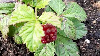 ВЫРАЩИВАНИЕ Rubus arcticus КНЯЖЕНИКИразмножение ягод ПОЛЕНИКИАРКТИЧЕСКОЙ МАЛИНЫСекрет питомника [upl. by Haral]