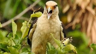 CANTO esganiçado do GAVIÃOCARRAPATEIRO MILVAGO CHIMACHIMA YELLOW HEADED CARACARA PINHÉ [upl. by Rains613]