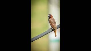 quotExperience the Stunning Beauty of the Scalybreasted Munia  Natures Feathered Gemquot [upl. by Lesoj41]