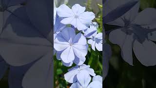 Plumbago cikgushmy plumbago flowerplant blue scienceexperiment [upl. by Akimrej]