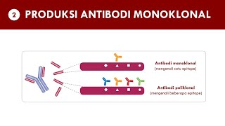 Antibodi Monoklonal Part 2  Produksi Monoclonal Antibody Part 2  Production [upl. by Etsirk16]