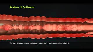 3 Anatomy of Earthworm 512 1 [upl. by Pontone]