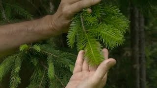 Des plantes pour mieux respirer  Allô Docteurs du 28 octobre 2016 [upl. by Feltie6]