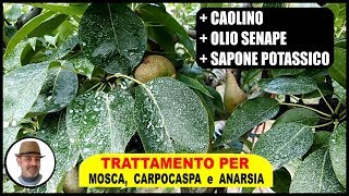 INSETTICIDA UNIVERSALE PER ALBERI DA FRUTTO contro mosca carpocaspa ed anarsia [upl. by Margot817]