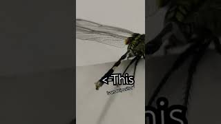 Dragonfly Ovipositor animalsvocabulary entomology nature vietnam insectsoftheworld [upl. by Dodge]