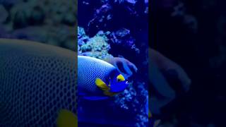 Blue headed Angelfish 😍😍shortsviral اکواریوم reeftank angelfish [upl. by Gaul]