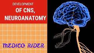 DEVELOPMENT OF CNS  NEUROANATOMY IN HINDI  CNS EASY  CNS SIMPLE  from dr najeeb [upl. by Ameyn]