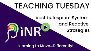 teachingtuesday Vestibulospinal System and Reactive Strategies [upl. by Brewster403]