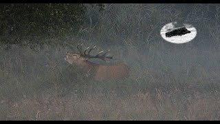 RED STAG HUNTING IN SEPTEMBER 2024  BEGINING OF THE RUT TIME [upl. by Annabelle950]