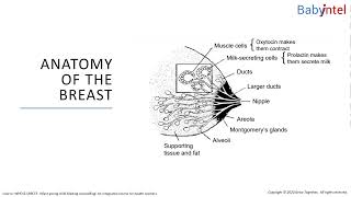 How breastfeeding works Lesson 122 Anatomy of the breast [upl. by Zobe]