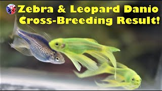 Zebra and Leopard Danios Cross Breeding amazing Result [upl. by Alexis]