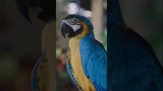 Why Birds Shine So Bright birds colors shorts youtubeshorts feathers [upl. by Mor]