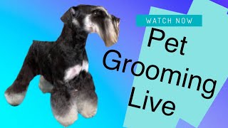 Miniature Schnauzer everyday clipped pet trim [upl. by Brody75]