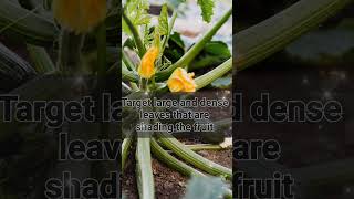 Secrets to a HUGE zucchini harvest  Learn how to prune your plants like a pro shorts [upl. by Hadley]