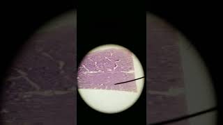 Skeletal muscle longitudinal striations histology [upl. by Irtemed]