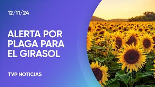 Alerta sanitaria por una plaga para el girasol [upl. by Nathanson]