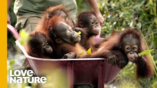 Rescued Baby Orangutans Exploring The World  Love Nature [upl. by Hermione]