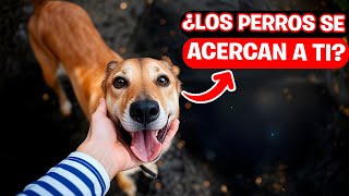 6 Razones Asombrosas de Por Qué Los Perros Se Te Acercan Sin Conocerte [upl. by Lonier]