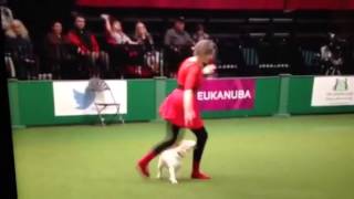 Teasel the dancing beagle in the crufts 2014 final [upl. by Kozloski]