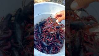 More California crawfish crayfish california outdoorlife catchandcook khmersauce [upl. by Rennerb509]