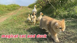 The kitten actually took the mother duck and ducklings for a run outdoors So cute and funny [upl. by Yrrag]