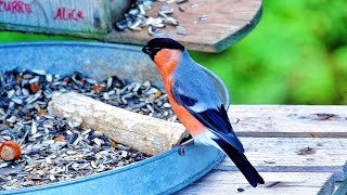 Eurasian bullfinches 🌺🍃🦜🦜🩵 [upl. by Assenat]