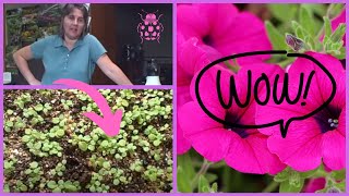 How to Plant Petunia Seedlings Planting Transplanting Time [upl. by Llenrac17]