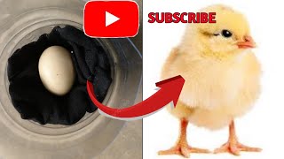 How to hatch chicken eggs without using a lamp [upl. by Charie315]