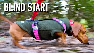 Blind Start  Mantrailing Dachshund [upl. by Mossolb434]