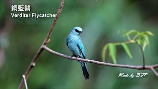 銅藍鶲  Verditer Flycatcher [upl. by Trofmoc884]